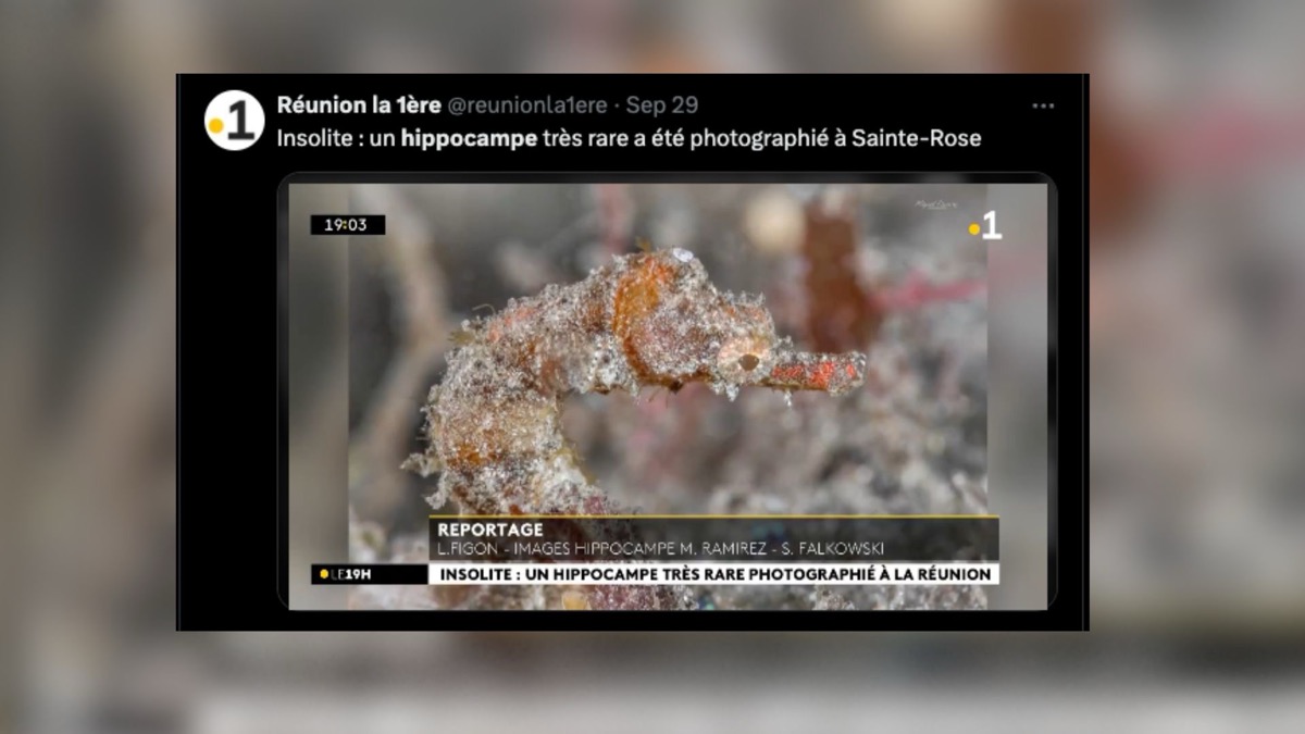 La Réunion : Redécouverte d’une espèce d’hippocampe jugée disparue