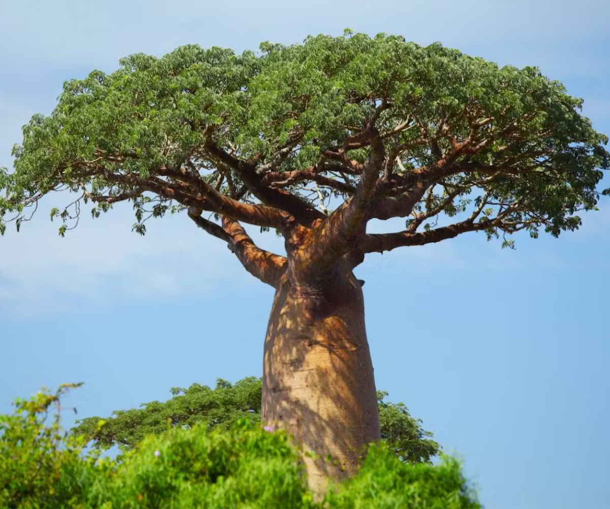 L’avenir inquiétant du baobab, symbole du Sénégal