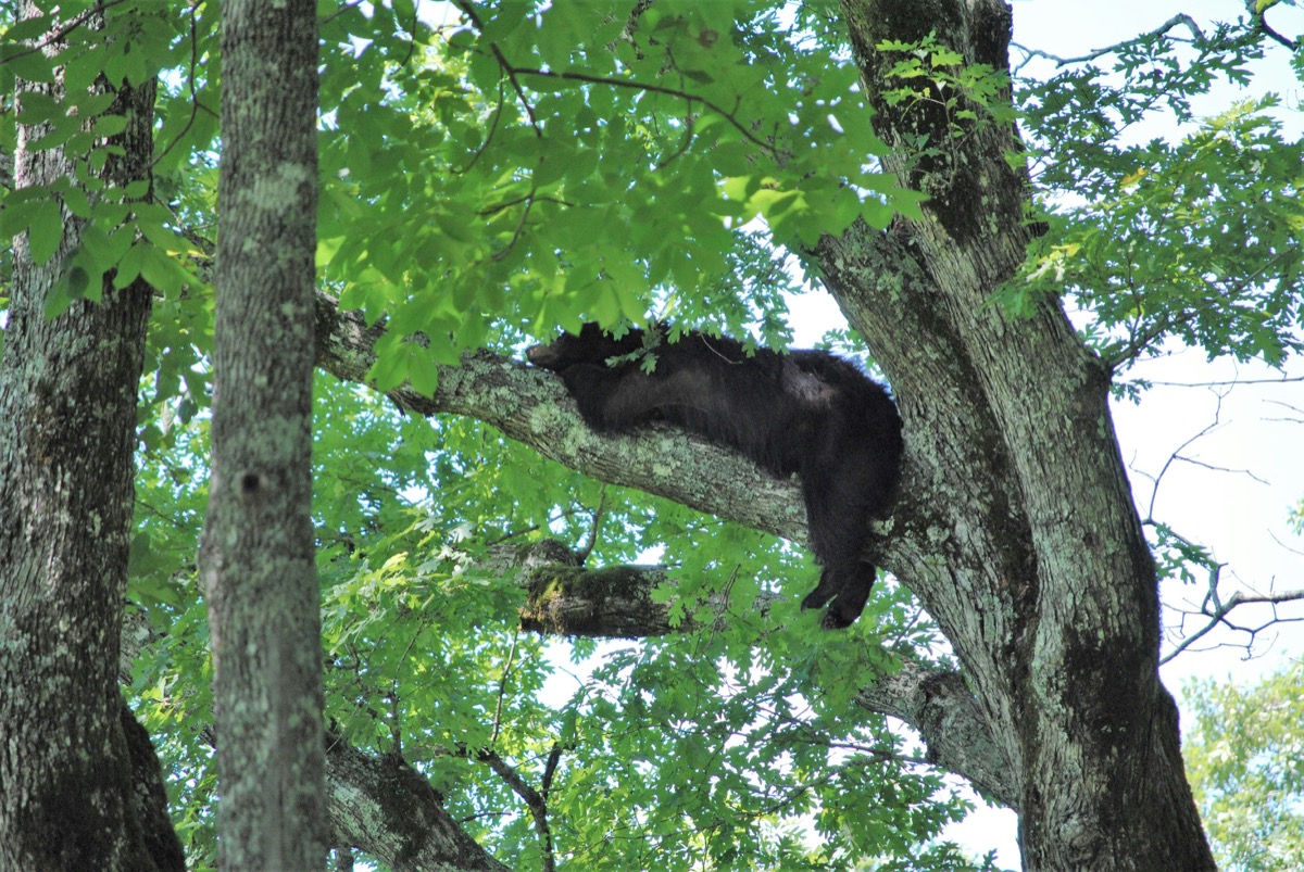 Ouragan Hélène aux États-Unis : Le comportement des ours noirs suscite l’intérêt
