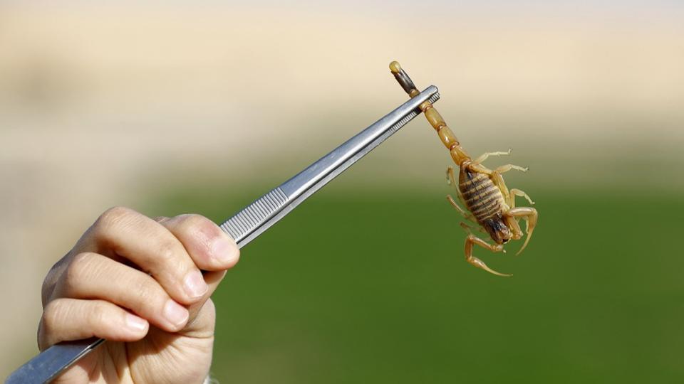 Royaume-Uni : une étudiante de Bristol découvre un scorpion dans son colis Shein