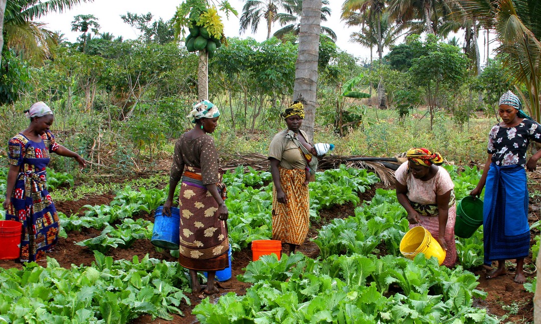 Sangalkam : Défis pour la Nouvelle Campagne Horticole