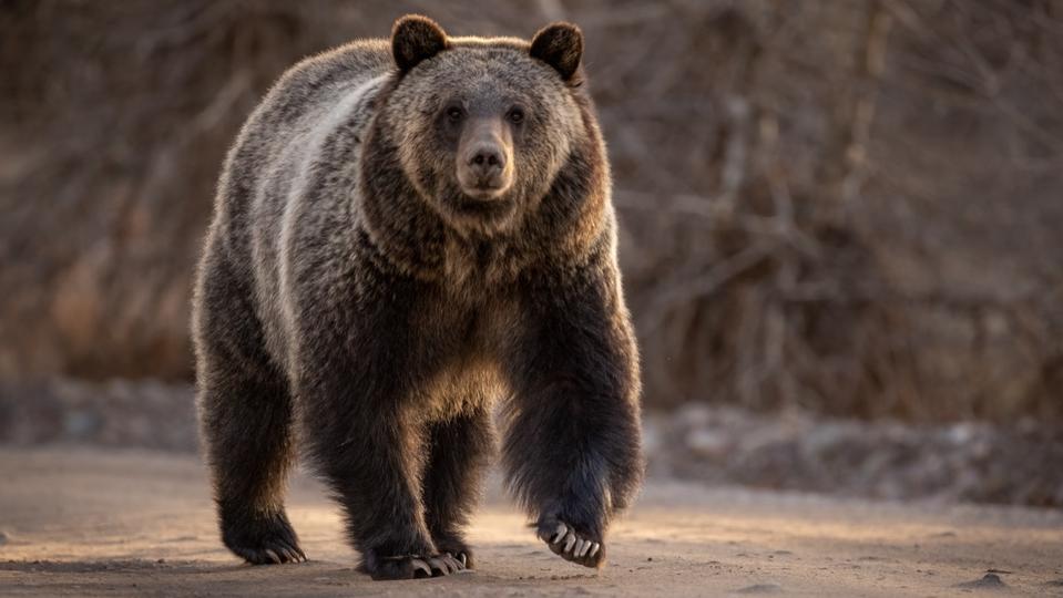 Slovaquie : une cueillette de champignons tourne au drame avec la mort d’un homme attaqué par un ours