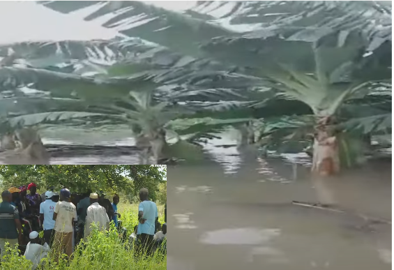 Tamba : Des tonnes de bananes englouties dans les eaux du fleuve débordé… (vidéo