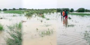 Matam: « On est actuellement à plus de 700 hectares de riz inondés (…) la situation ne va pas s’arrêter » (SAED)