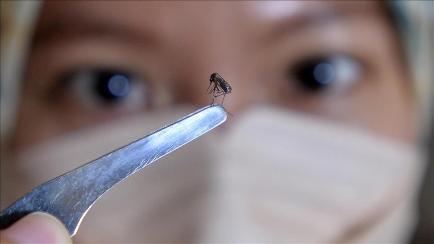 Crise de la dengue au Bangladesh : huit nouveaux décès enregistrés à Dhaka