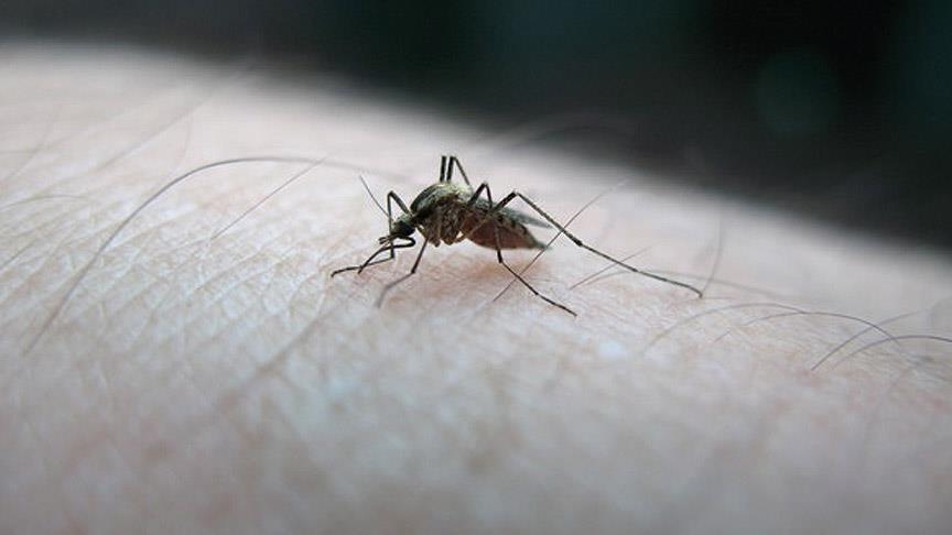 Guadeloupe : La Dengue atteint des niveaux épidémiques avec un sérotype rare