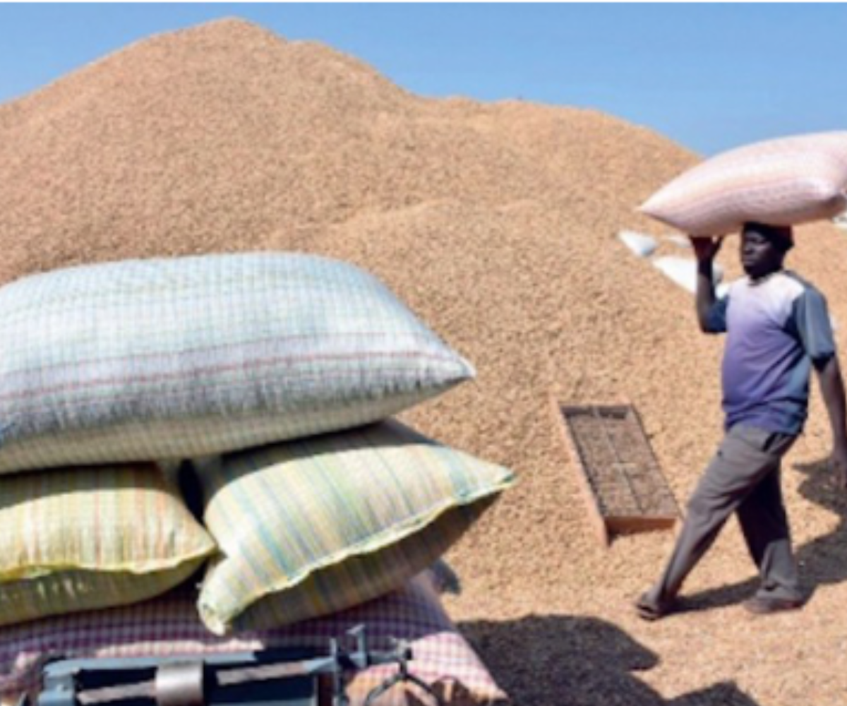 Relance stratégique de la filière arachidière au Sénégal