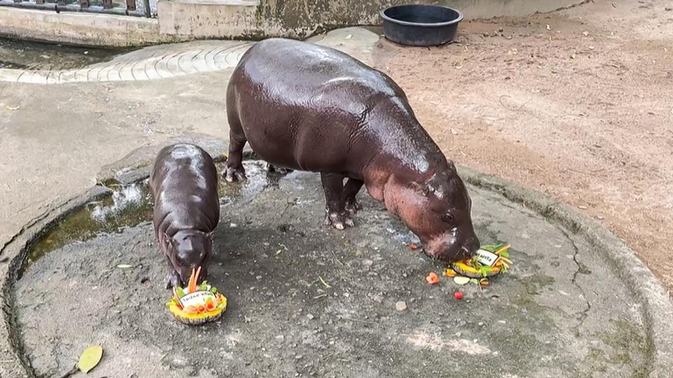 Thaïlande : Moo Deng, bébé hippopotame star, prédit la présidentielle américaine