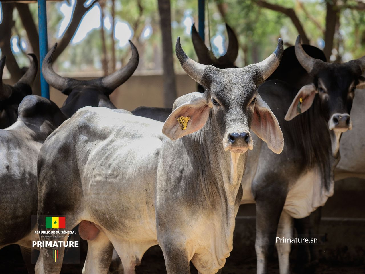 Sénégal: Importation de 1000 bovins de race Guzera à haut potentiel en viande (vidéo)