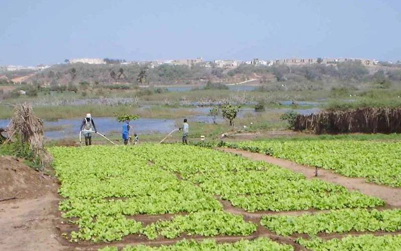 Les Niayes : Difficiles Perspectives pour la Filière Maraîchère
