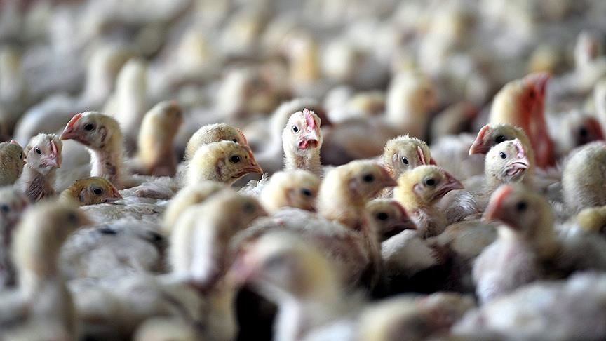 Un cas grave de grippe aviaire découvert aux États-Unis