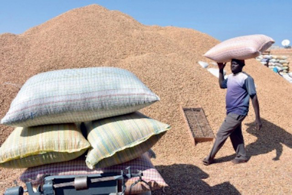 Ziguinchor : Début prometteur pour la campagne arachidière