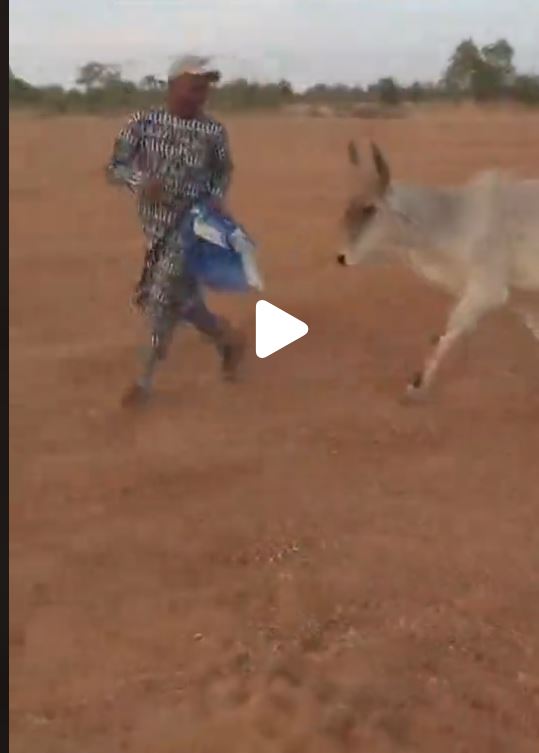 Des nouvelles de Aliou Dembourou SOW, l’ancien député aperçu avec son troupeau de vaches en pleine brousse (vidéo)