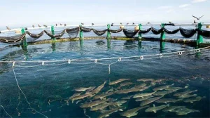 Aquaculture : Le Sénégal et l’Egypte signent un accord …