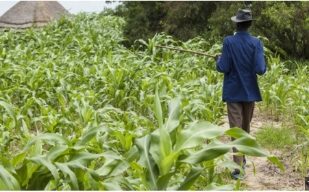 Le potentiel caché des activités agro-sylvo-pastorales à Dakar