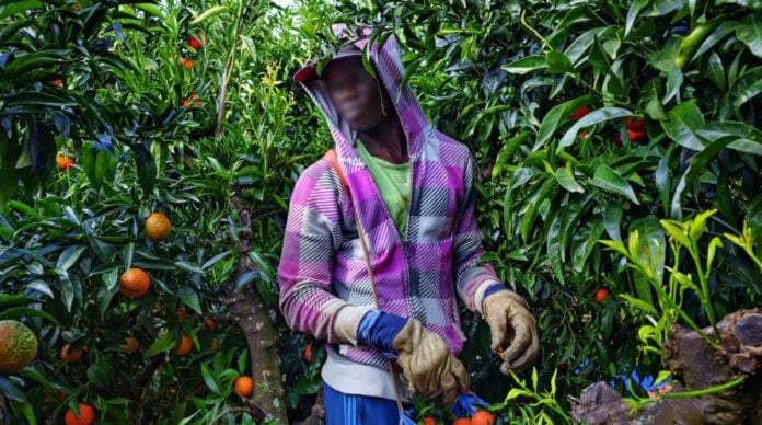 Migration circulaire: Des Sénégalais surexploités dans les champs espagnols, les autorités interpellées !