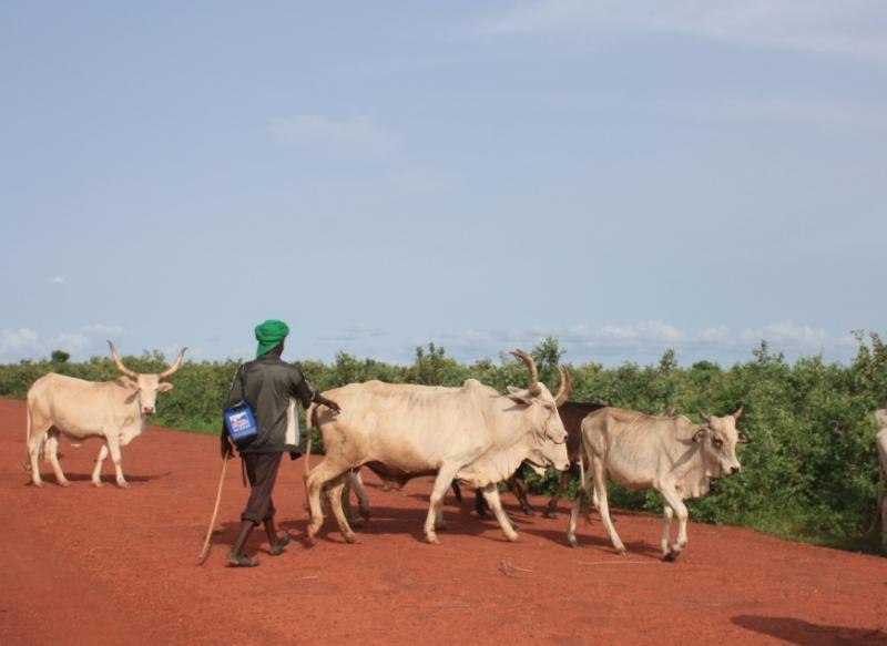 Journée nationale de l’Élevage au Sénégal : un secteur en quête de transformation