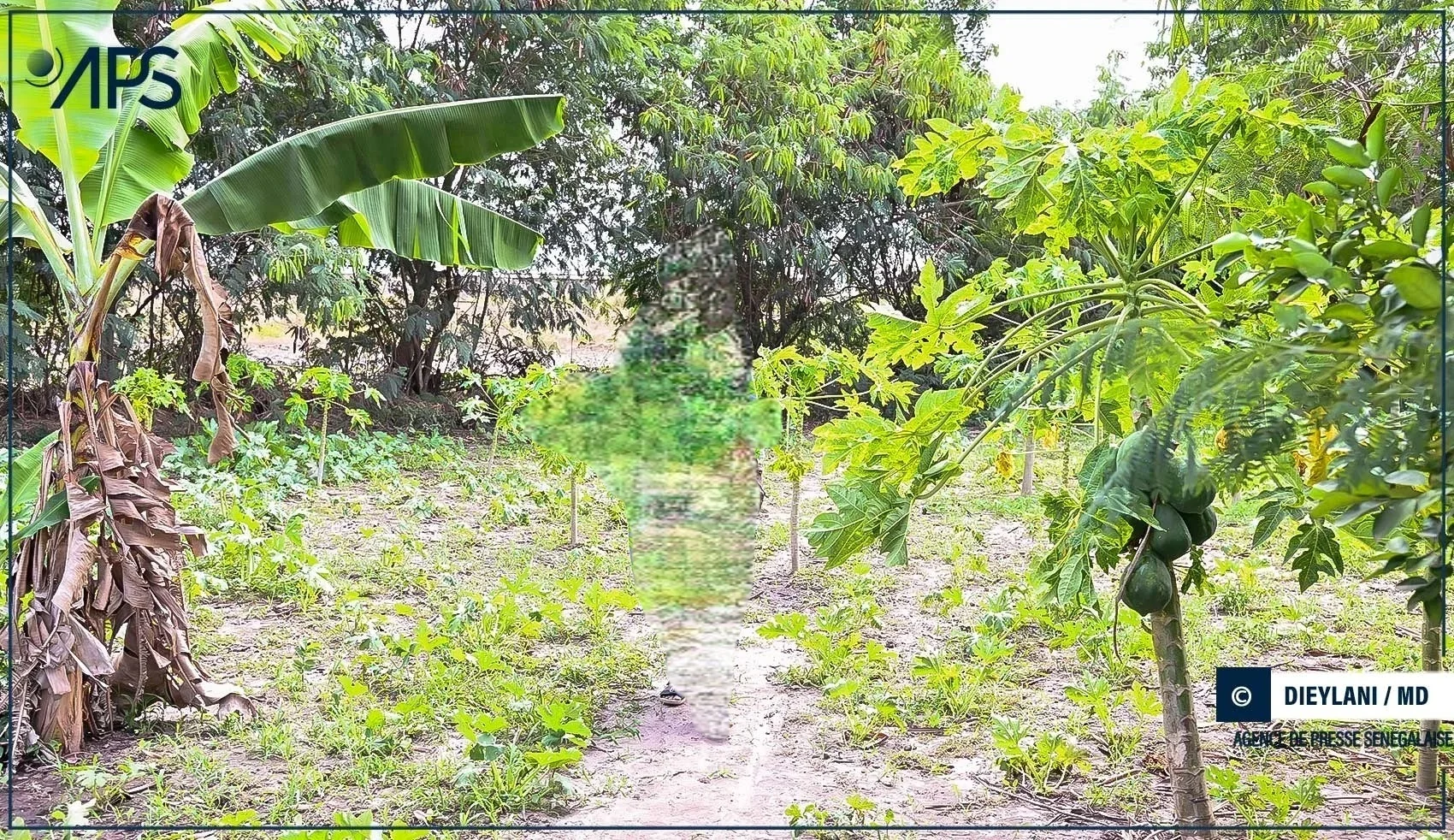 L’appel pour une transition vers l’agriculture biologique au Sénégal