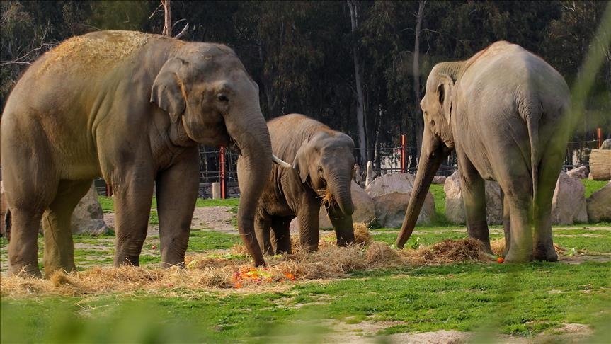 Sri Lanka : Collision ferroviaire mortelle avec des éléphants