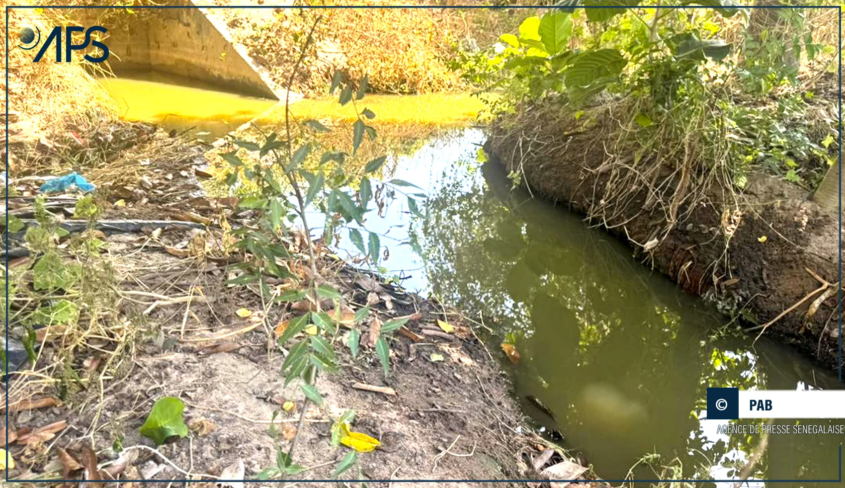 Thiès : Les eaux usées recyclées, un atout écologique pour les maraîchers