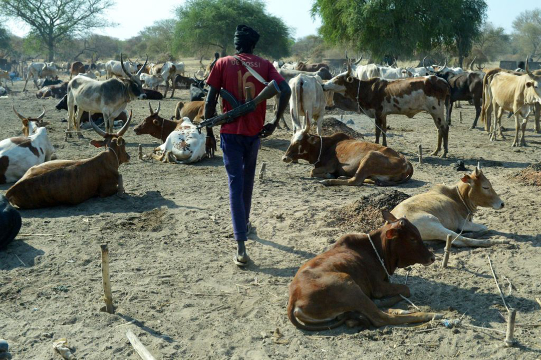 Vol de bétail : le gouvernement sénégalais intensifie la lutte