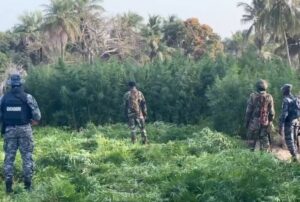 (Vidéo) Opération dans les îles Karones: L’armée détruit plusieurs hectares de champs de chanvre indien