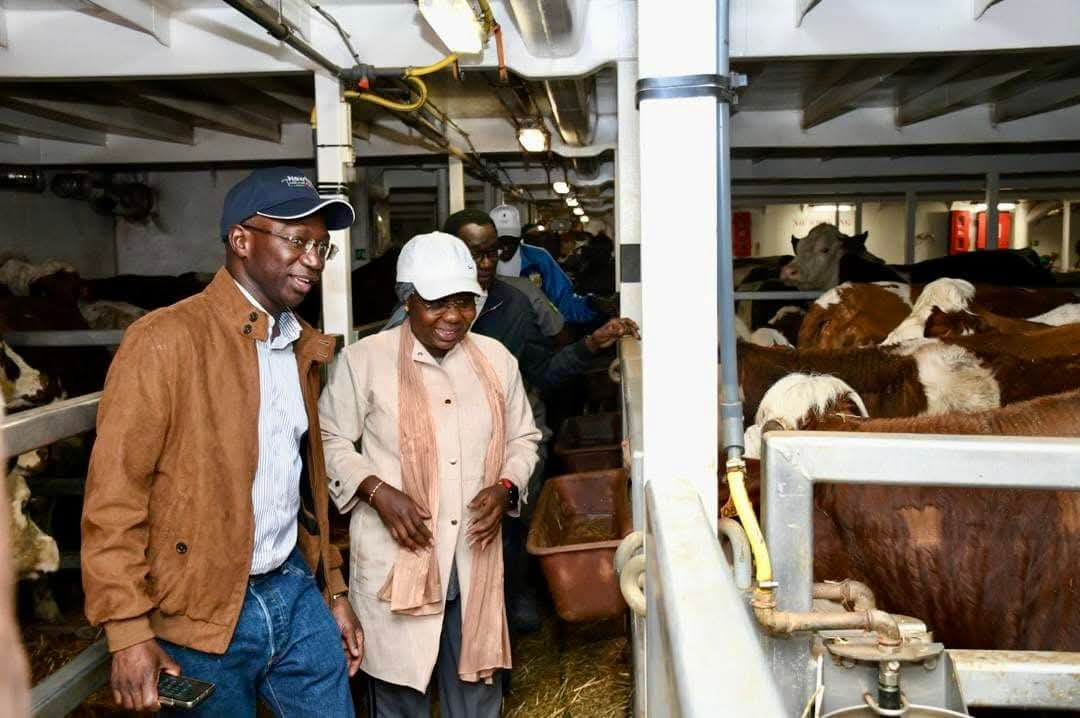 Port de Dakar : 1 307 bovins débarqués pour renforcer l’élevage