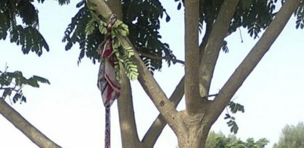 Mbène Guèye retrouvée pendue à un arbre à Darou Moukhty
