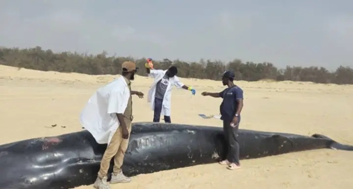 Baleine échouée à Cayar : Le Centre de Recherches Océanographiques de Dakar-Thiaroye publie un rapport préliminaire …