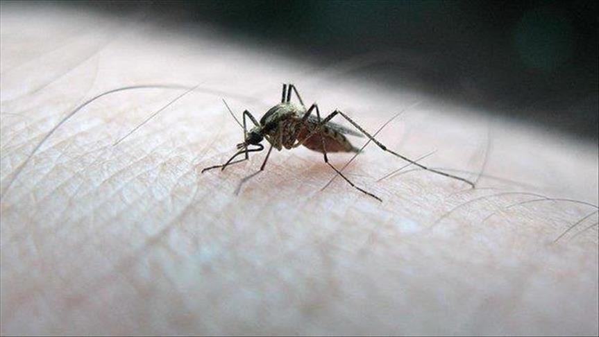 Chikungunya : Épidémie mortelle à La Réunion