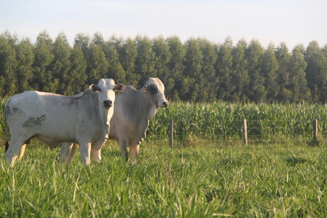 Conflits fonciers à Sédhiou : la loi d’orientation agro-sylvo-pastorale remise en question