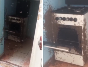 Thiokhna (Louga) : une maison envahie par des abeilles, les résidents pris de panique (vidéo)