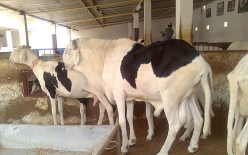 Braquage à Deni Guedj : Des moutons de race d’une valeur de 10 millions emportés