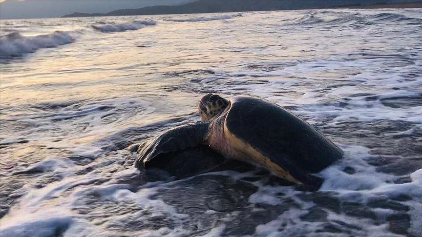 Inde : Une Tortue Olivâtre Parcourt 4500 km pour Pondre