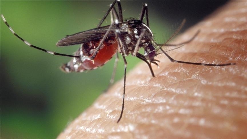 La Réunion : Trois nouveaux décès portent à 15 le bilan du chikungunya
