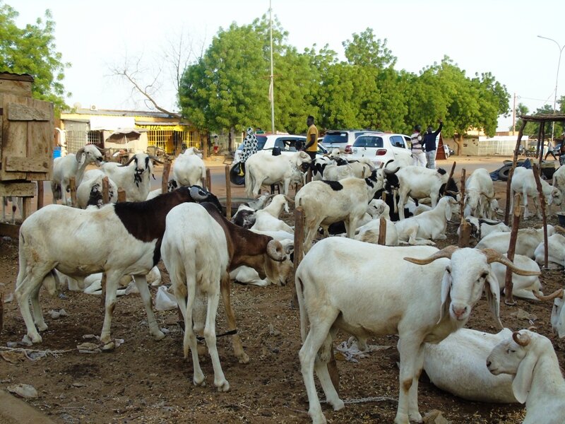 Podor : Forte hausse des transits de moutons au poste frontalier de Médina Ndiathbé