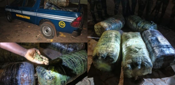 Saisie de 125 kg de chanvre indien par la gendarmerie à Guéréo