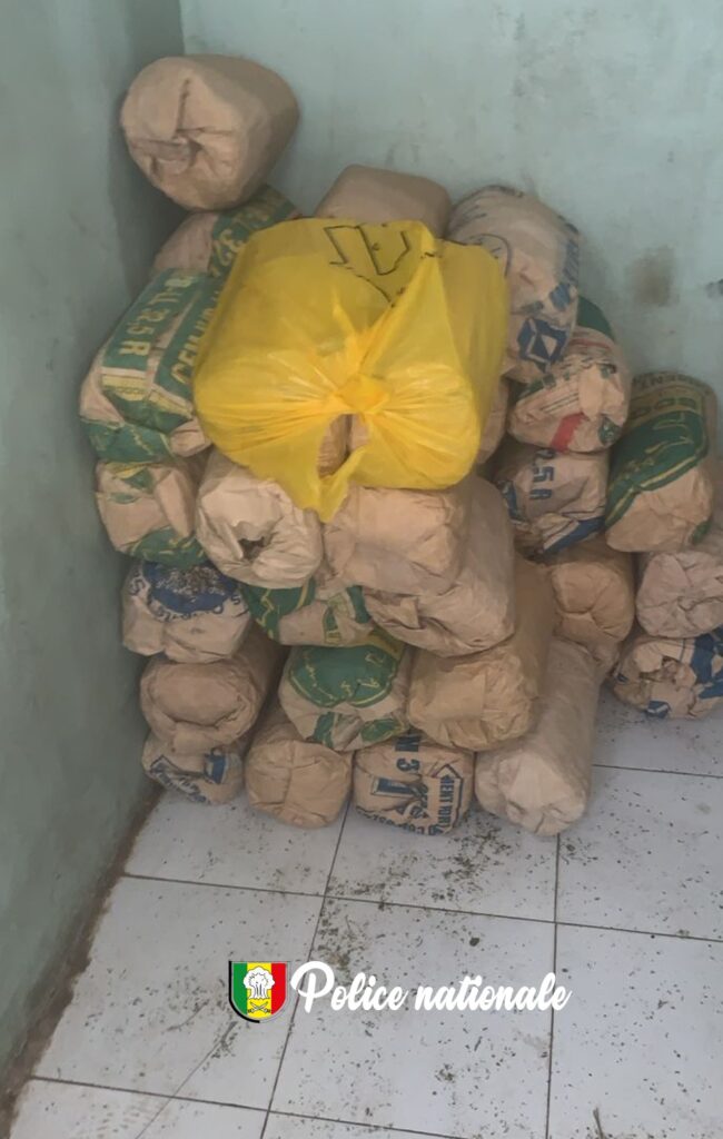 Saisie de 39 kg de chanvre indien à Rufisque : Trois arrestations en flagrant délit