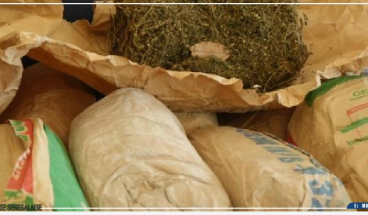 Saisie de six kilogrammes de chanvre indien à Ziguinchor : quatre arrestations