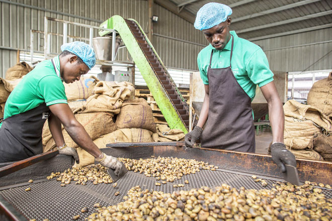 Sénégal : 10 000 tonnes d’anacarde demandées pour sécuriser la filière
