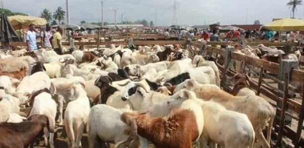 Tabaski 2025 : Mbacké prévoit la nécessité de 35 000 moutons