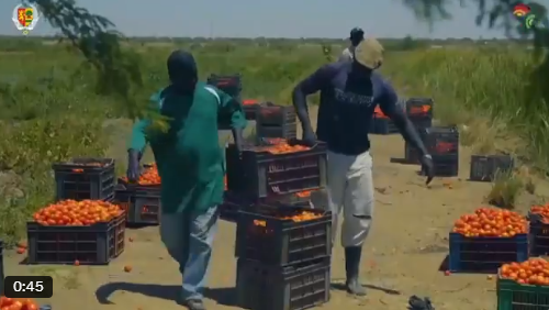 Forum africain sur les systèmes alimentaires: Dakar donne rendez-vous aux chefs d’État, investisseurs, chercheurs… en septembre