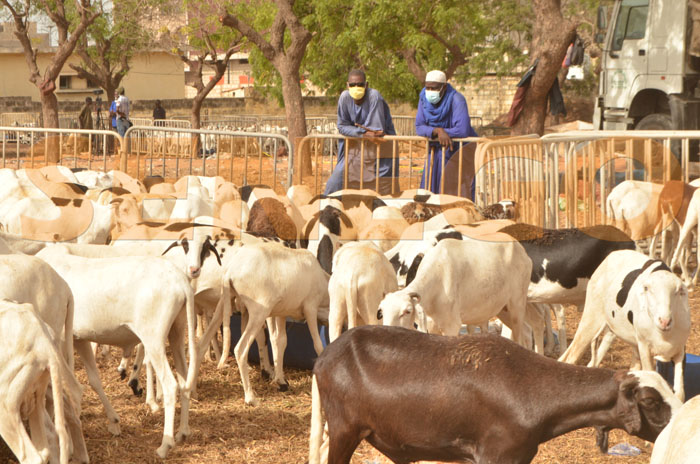 Tabaski 2025: Voici tous les points de vente de moutons autorisés à Dakar par le gouverneur