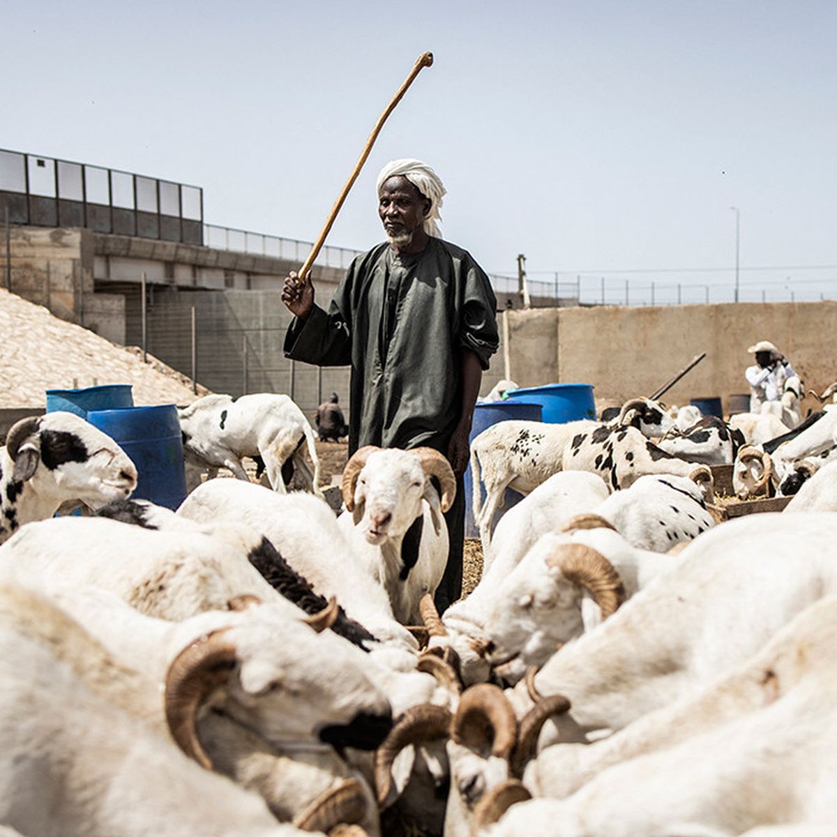 Tabaski : « Sans subventions ni exonérations, les moutons seront hors de prix », Ismaël Sow