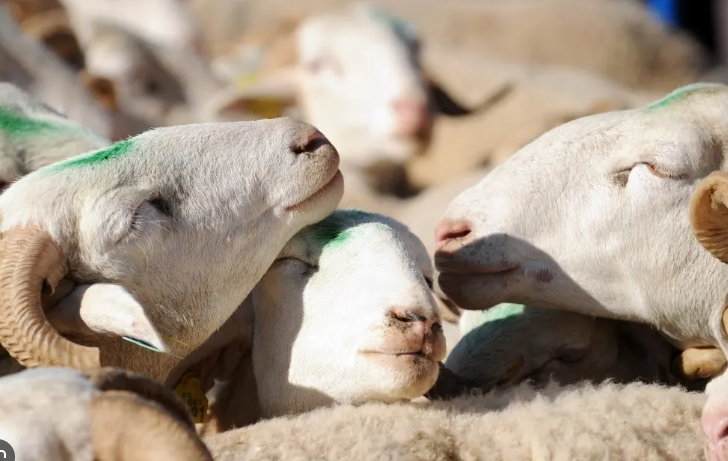 Moutons, C’est Parti : Le Premier ministre met le turbo pour la Tabaski 2025