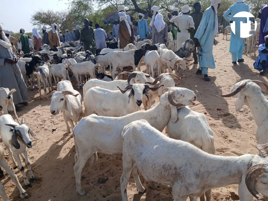 Tabaski: au Sénégal, le mouton coûte jusqu’à quatre fois plus cher qu’au Tchad