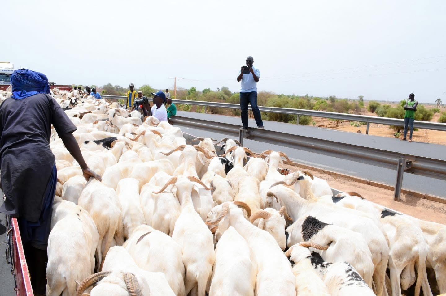 Tabaski 2025 : Plus de 80 000 moutons enregistrés à Kidira, le gouvernement rassure sur la disponibilité du cheptel