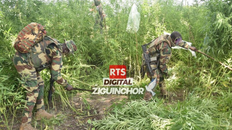 Ziguinchor – Îles Karone : Plus de 200 hectares de chanvre indien détruits par les forces de l’ordre