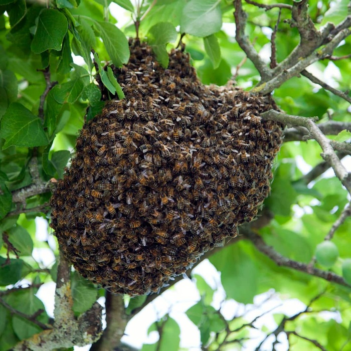Un essaim d’abeilles a causé la mort d’une femme de 70 ans à Nguéthe (Kaffrine), des blessés ont également été signalés