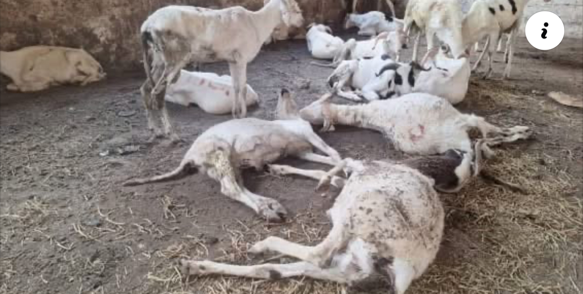Tabaski à Bignona : l’opération de la DER tourne au fiasco avec des moutons décimés